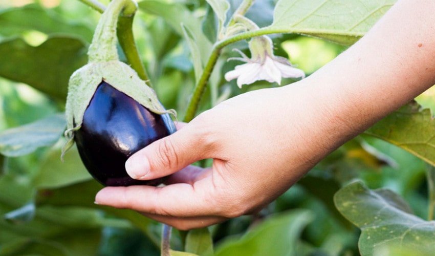 Баклажан Чорний красень