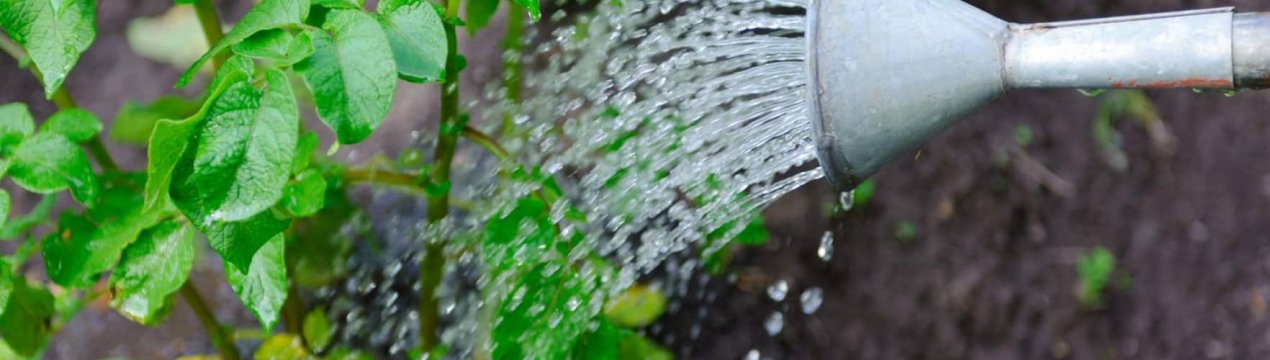 Як правильно поливати картоплю своїми руками