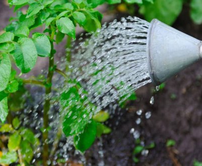 Як правильно поливати картоплю своїми руками