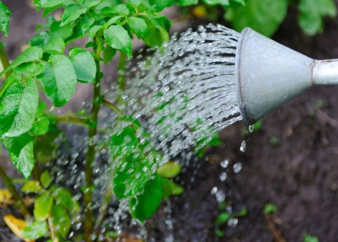 Как правильно поливать картофель своими руками