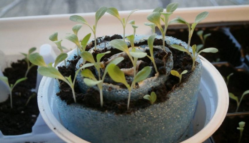 Равлики для розсади Равлики для розсади