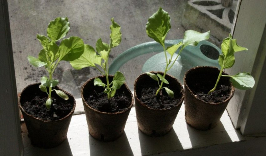 Розсада баклажанів Розсада баклажанів