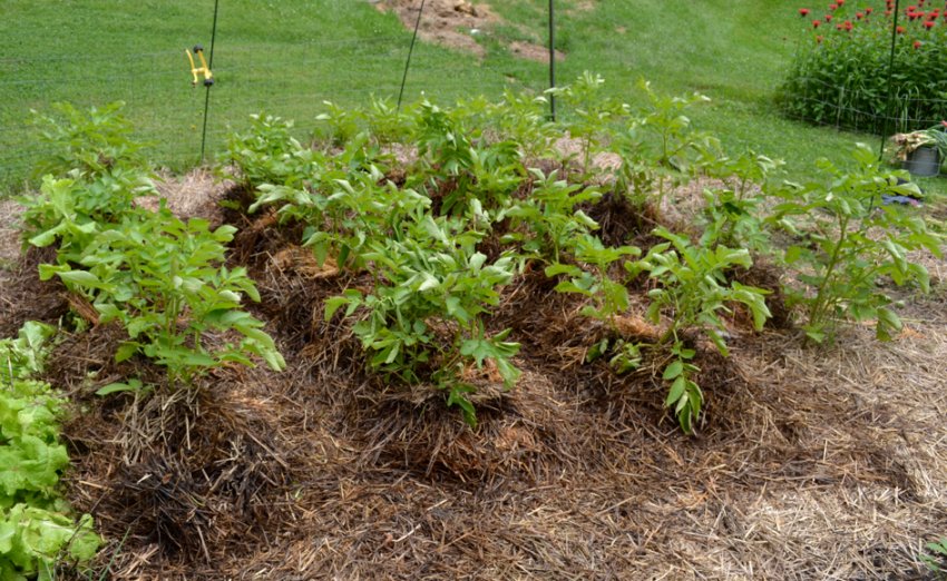 Сухий полив картоплі