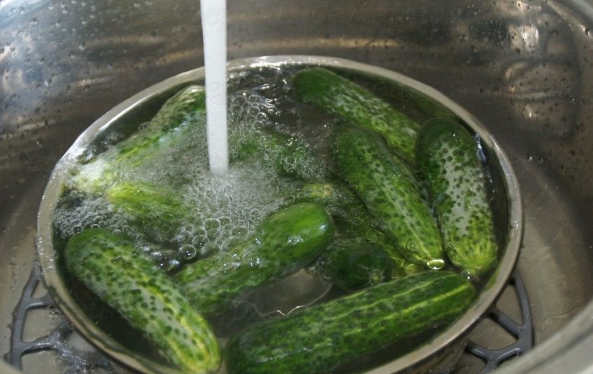 Огірки Огірки