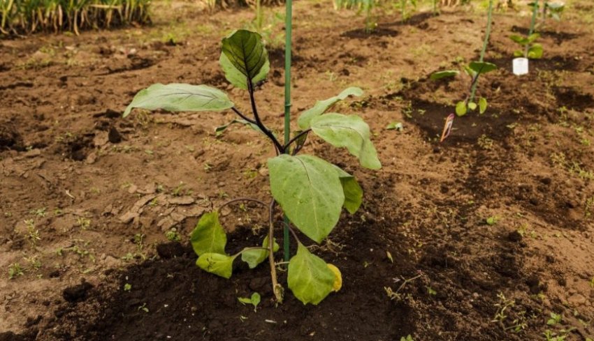 Баклажани Баклажани