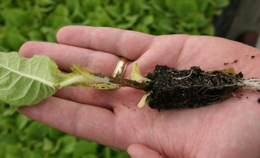 Чорна ніжка Чорна ніжка