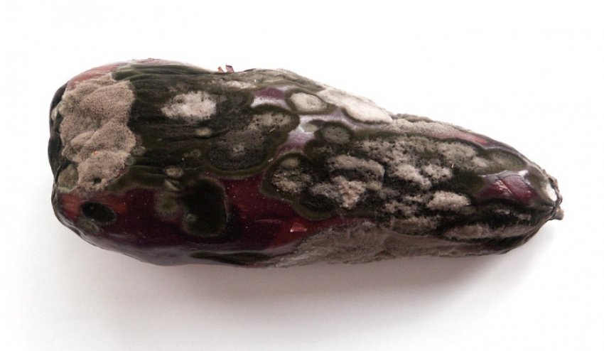 Сіра гниль Сіра гниль