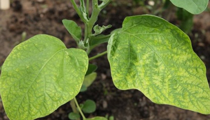 Мозаїка листя баклажанів Мозаїка листя баклажанів