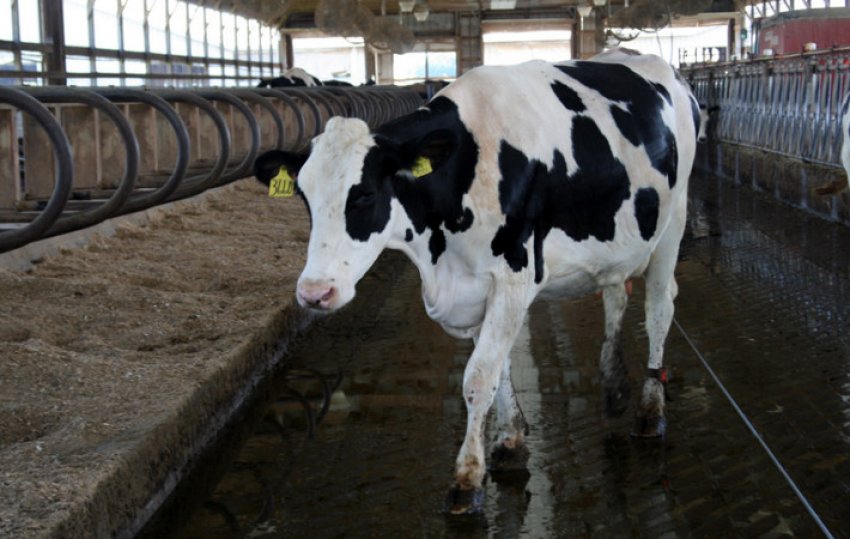 Голштинська порода Голштинська порода