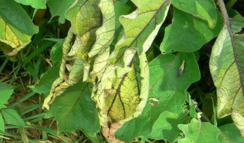 Столбур баклажанів Столбур баклажанів