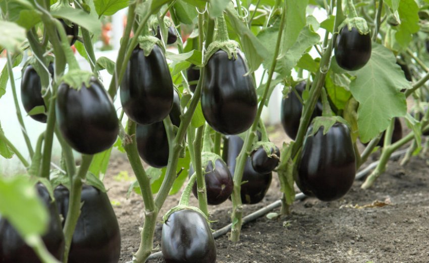 Баклажани на кущах Баклажани на кущах