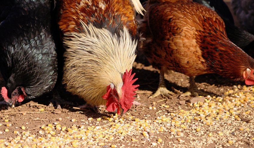 Годівля курей