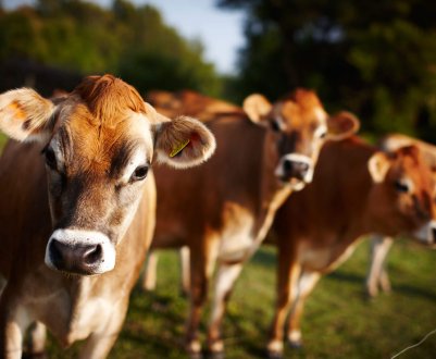 SPA-салон для пекінських корів