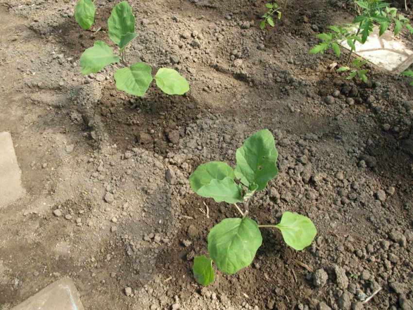 Посадка баклажанів