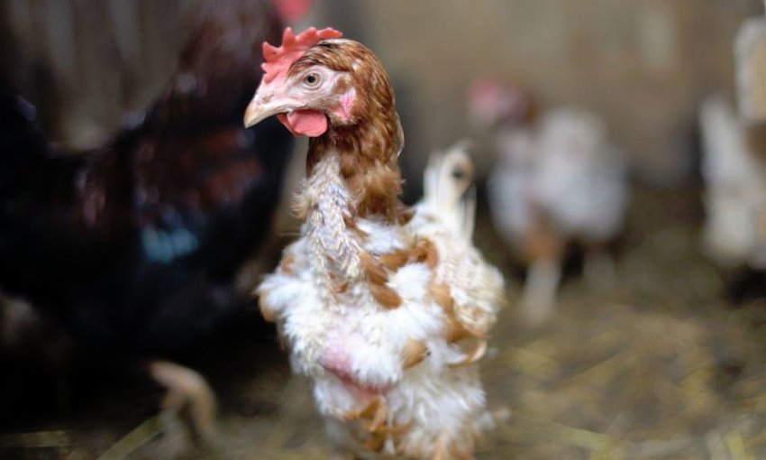 Линька у курей