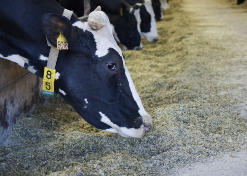 Премікси для відгодівлі ВРХ: склад і способи застосування