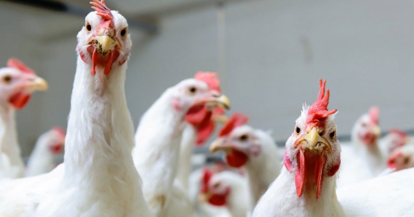 Скупченість курей