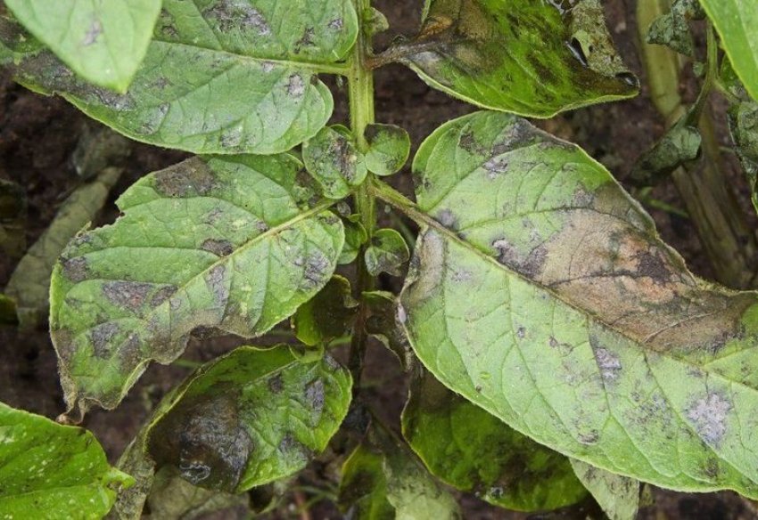 Фітофтороз