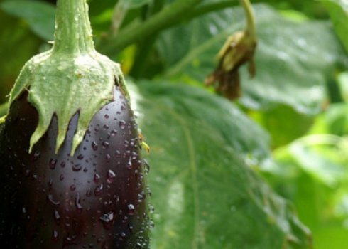 Формирование кустов баклажанов