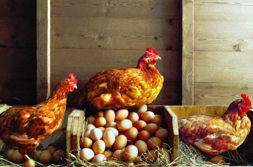 Несучість курки