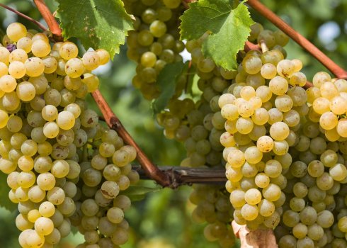 Как размножить виноград в домашних условиях осенью