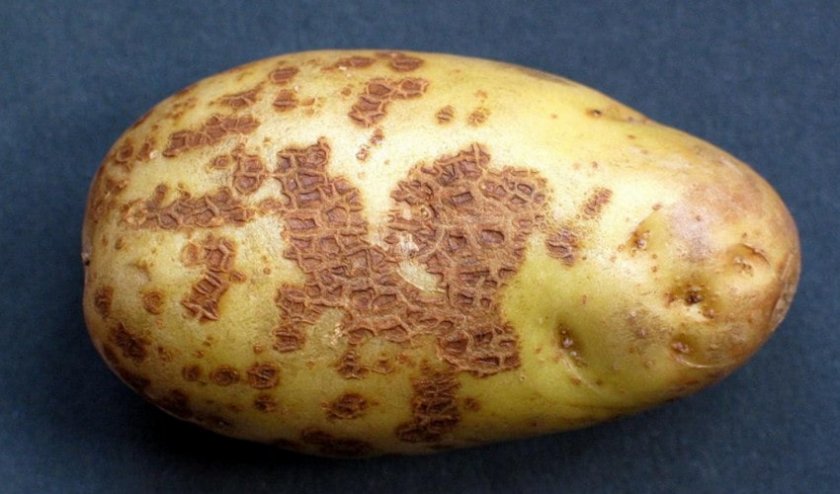 Парша Парша