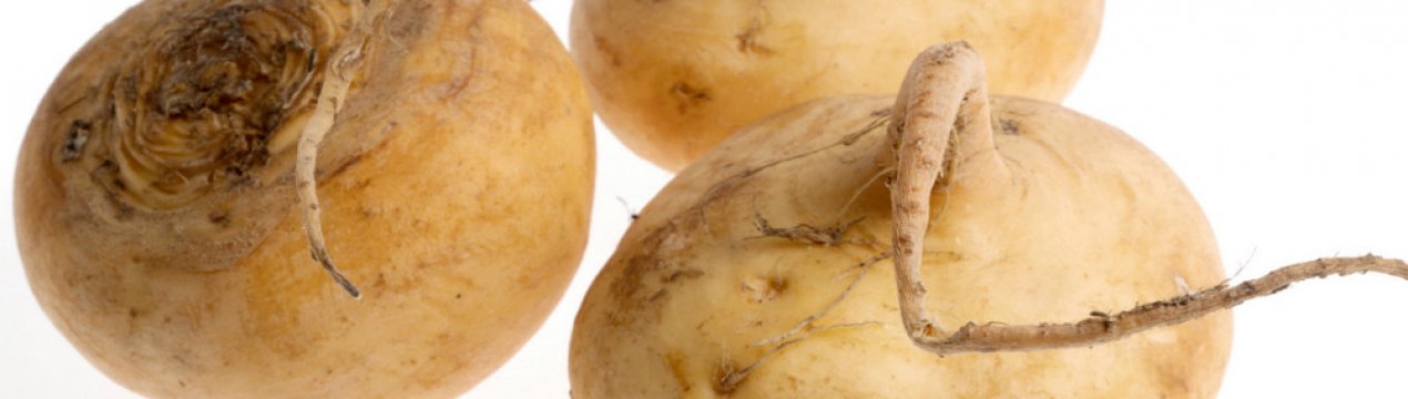 Опис ріпи: походження, особливості та будова