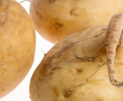 Опис ріпи: походження, особливості та будова