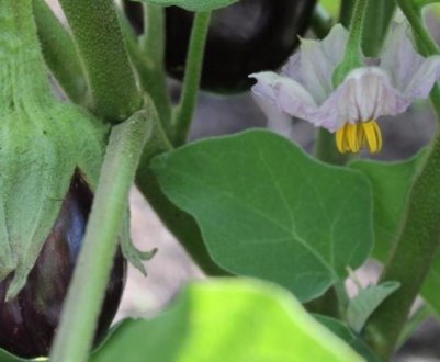 Основні причини відсутності зав'язі на баклажанах