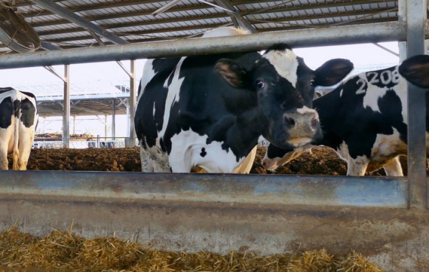 Голштинська порода Голштинська порода