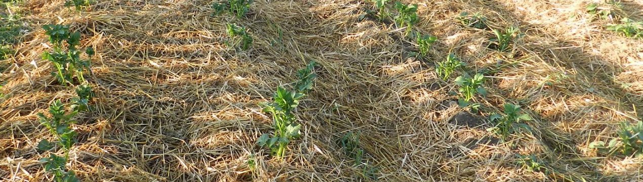 Вирощування та способи садіння картоплі під солому