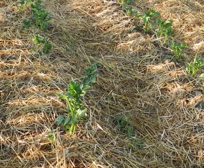 Вирощування та способи садіння картоплі під солому