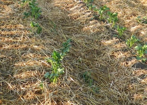 Вирощування та способи садіння картоплі під солому