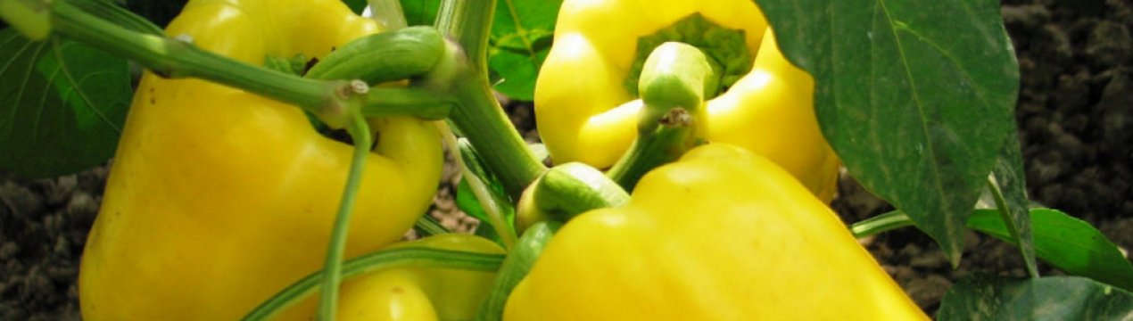 Солодкий перець Золоте диво: характеристика, агротехніка вирощування