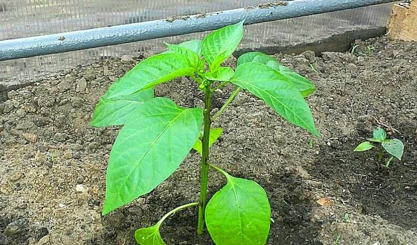 Перець Золоте диво