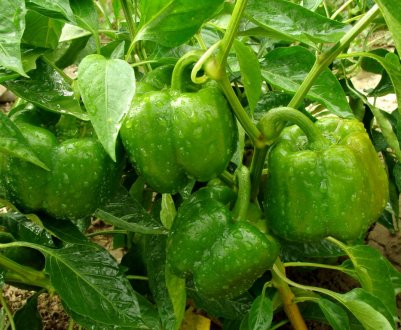 Особливості обробки перців борною кислотою