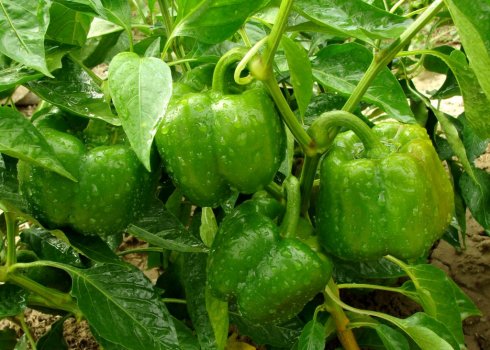 	Особенности обработки перцев борной кислотой