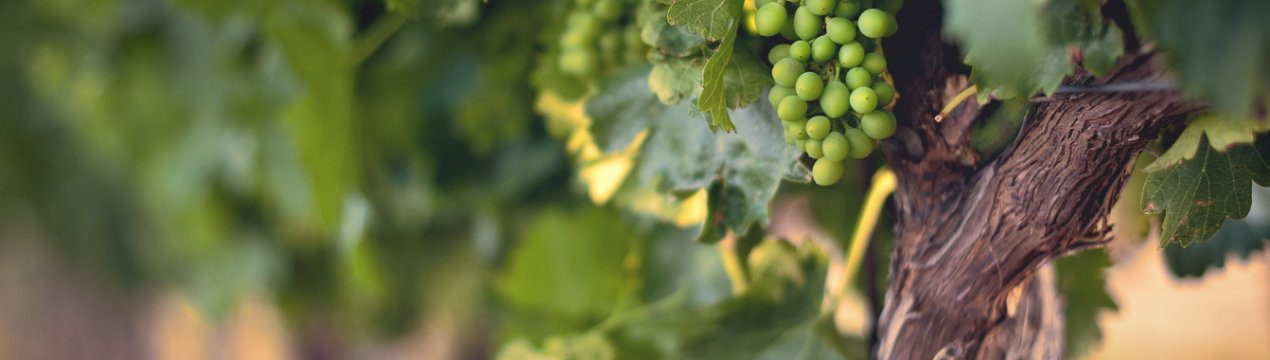 Як розмножувати виноград влітку