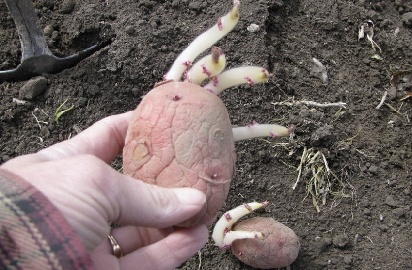 Посадка картоплі