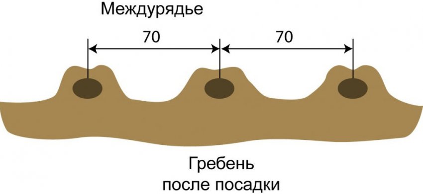 Схема посадки картоплі