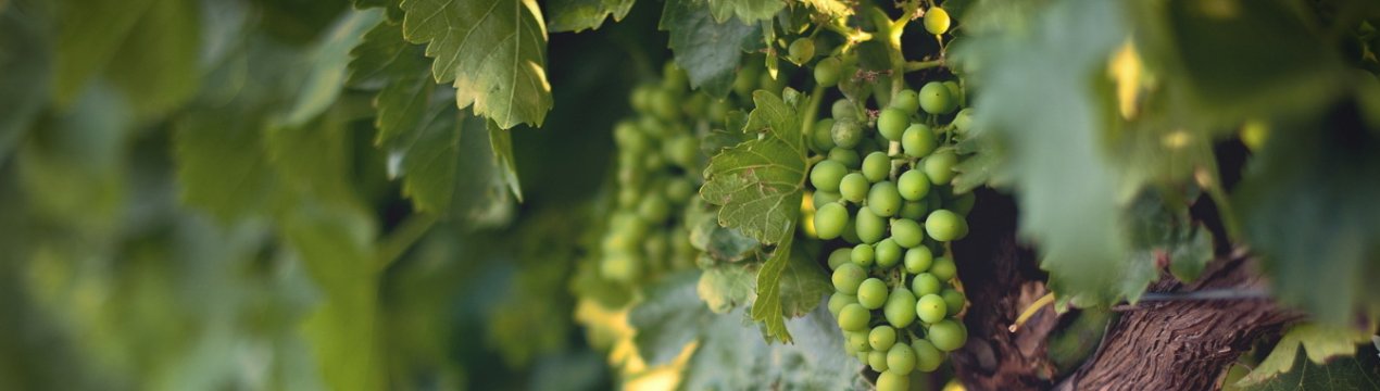 Можна садити виноград влітку