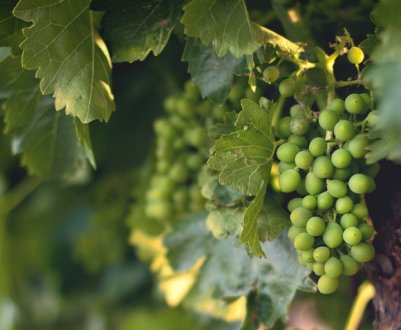 Можна садити виноград влітку