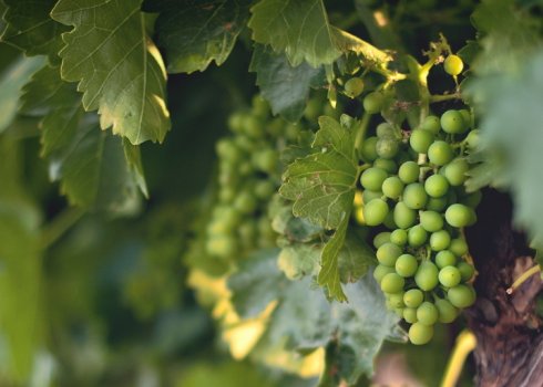 Можно ли сажать виноград летом