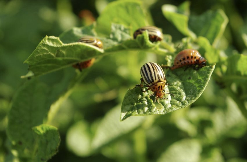 Колорадський жук