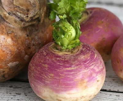 Чим відрізняється бруква від ріпи?