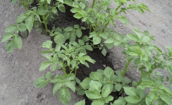 Картофель родриго характеристика и описание сорта отзывы садоводов с фото