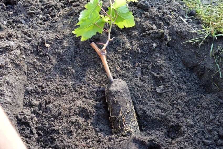 Как рассадить виноград черенками весной