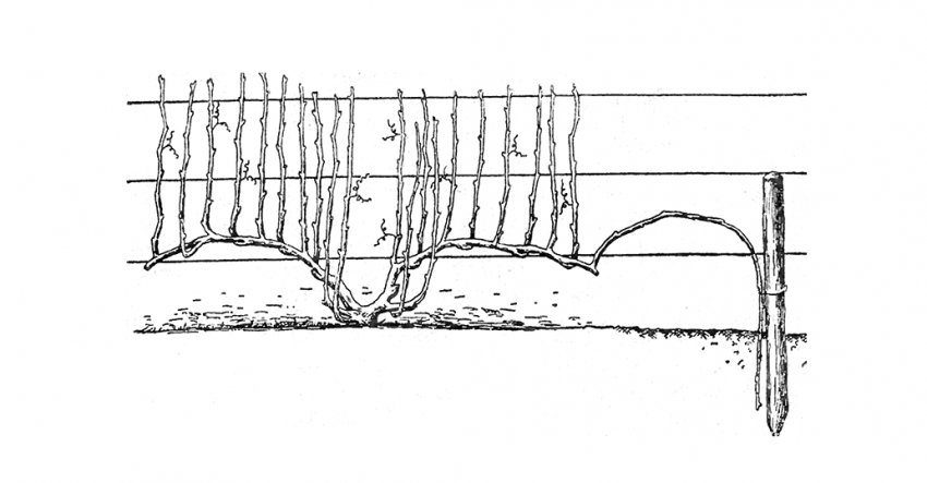 Дугоподібними відводок винограду