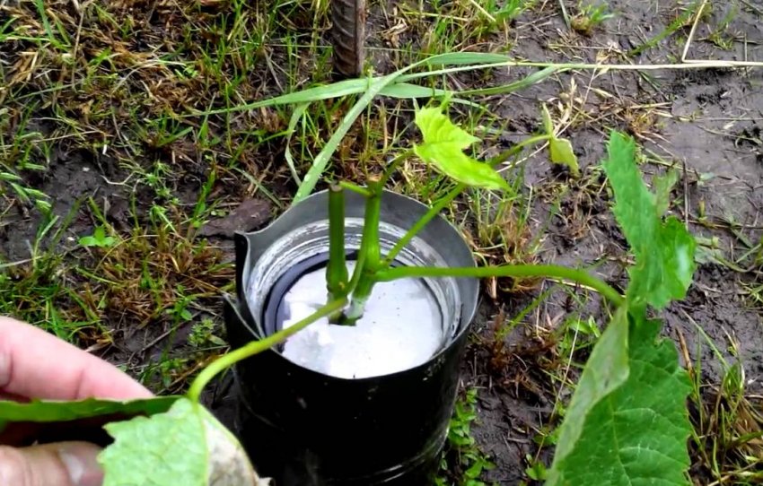 Зелений відводок винограду