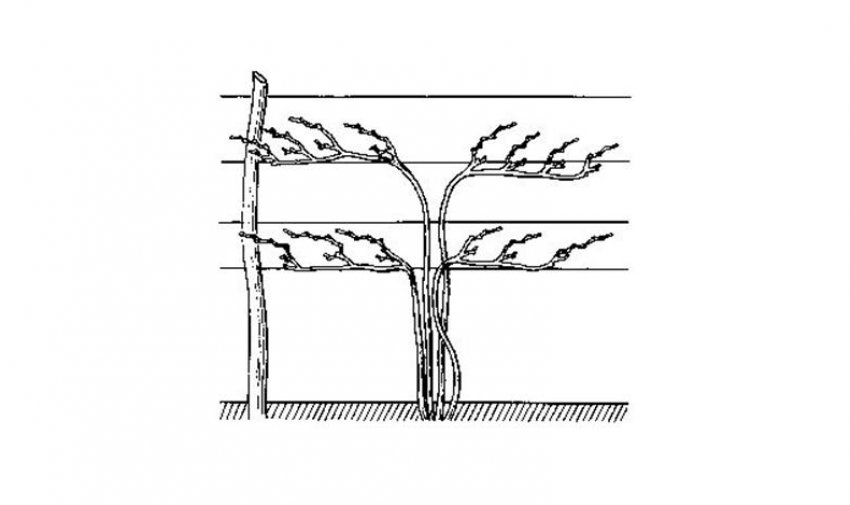 Горизонтальний відводок винограду